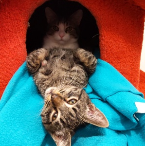 Fundraising Page: Jennifer Malcolm